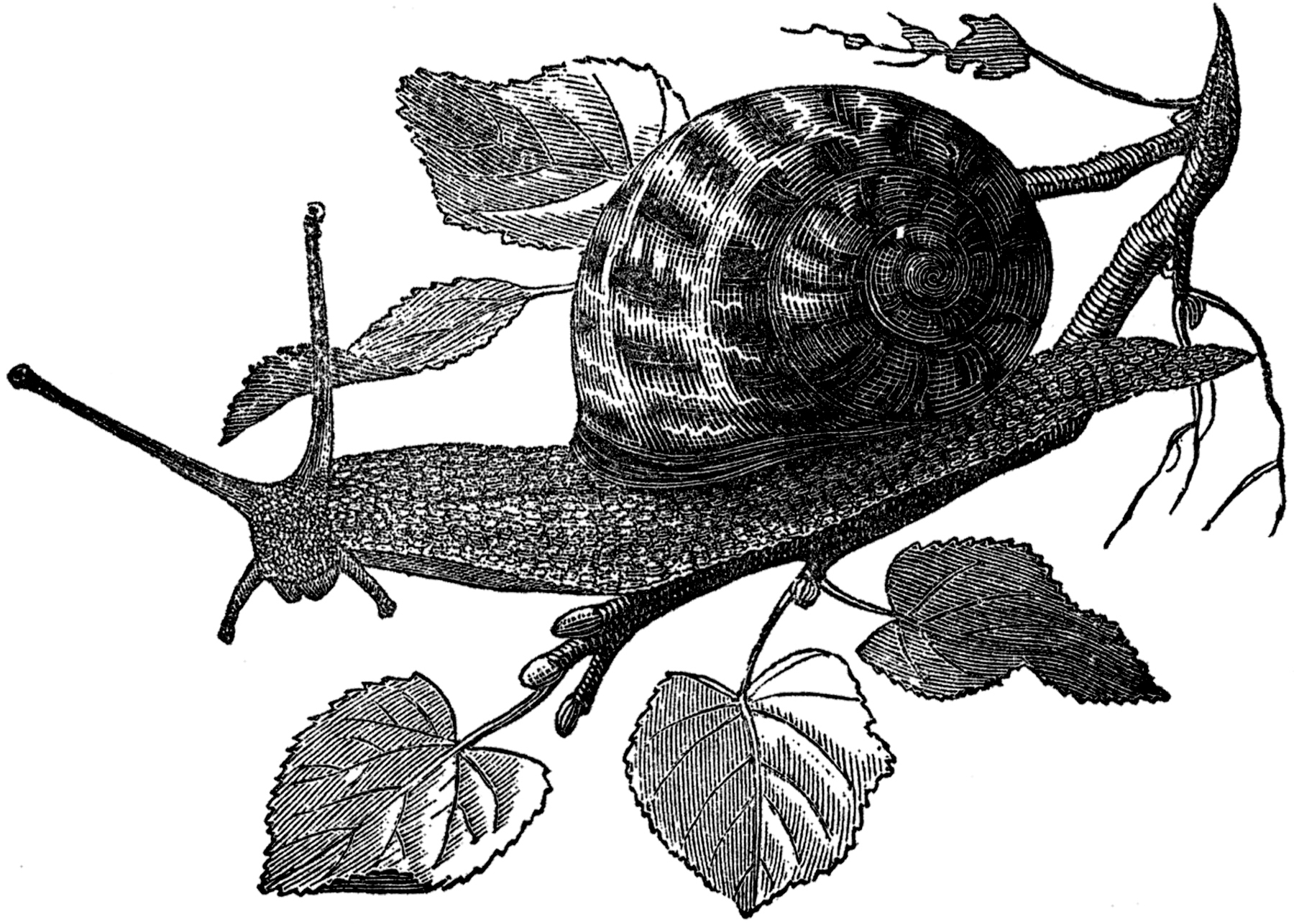 Detailed black-and-white engraving of a snail crawling on a leafy branch with textured shell and extended tentacles.