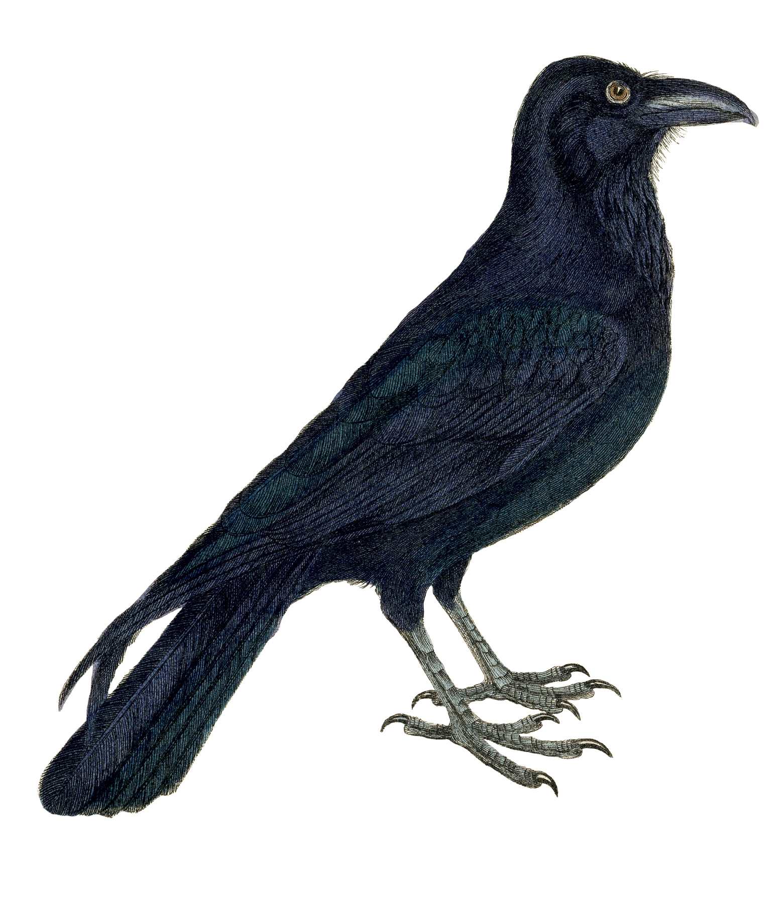 Detailed vintage illustration of a black crow in profile, showing iridescent feathers, sharp beak, and taloned feet.