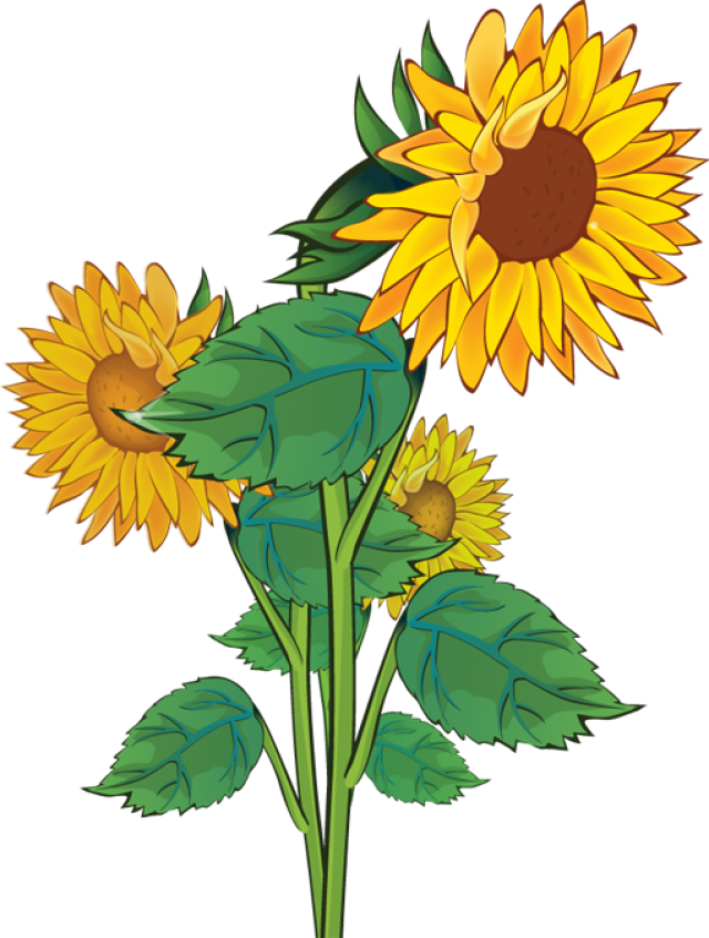 File:Sunflower clip art.svg - Wikimedia Commons