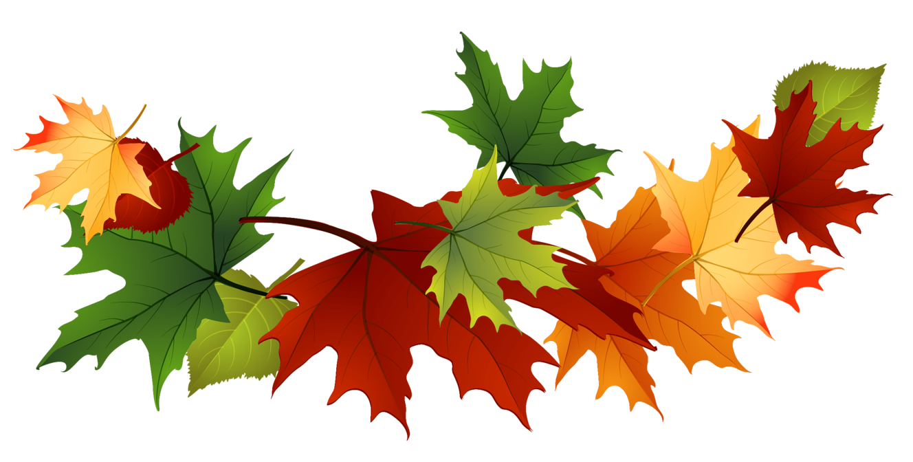 Autumn Maple Leaves Clipart - Free High-Resolution Fall Foliage Image