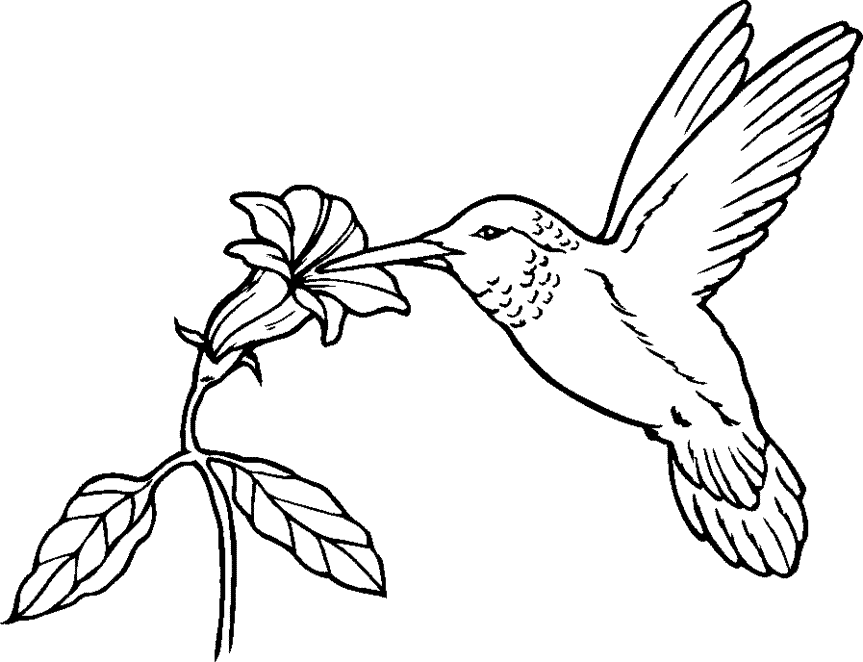 Black-and-white line drawing of a hummingbird feeding from a flower with outstretched wings and detailed feather patterns.