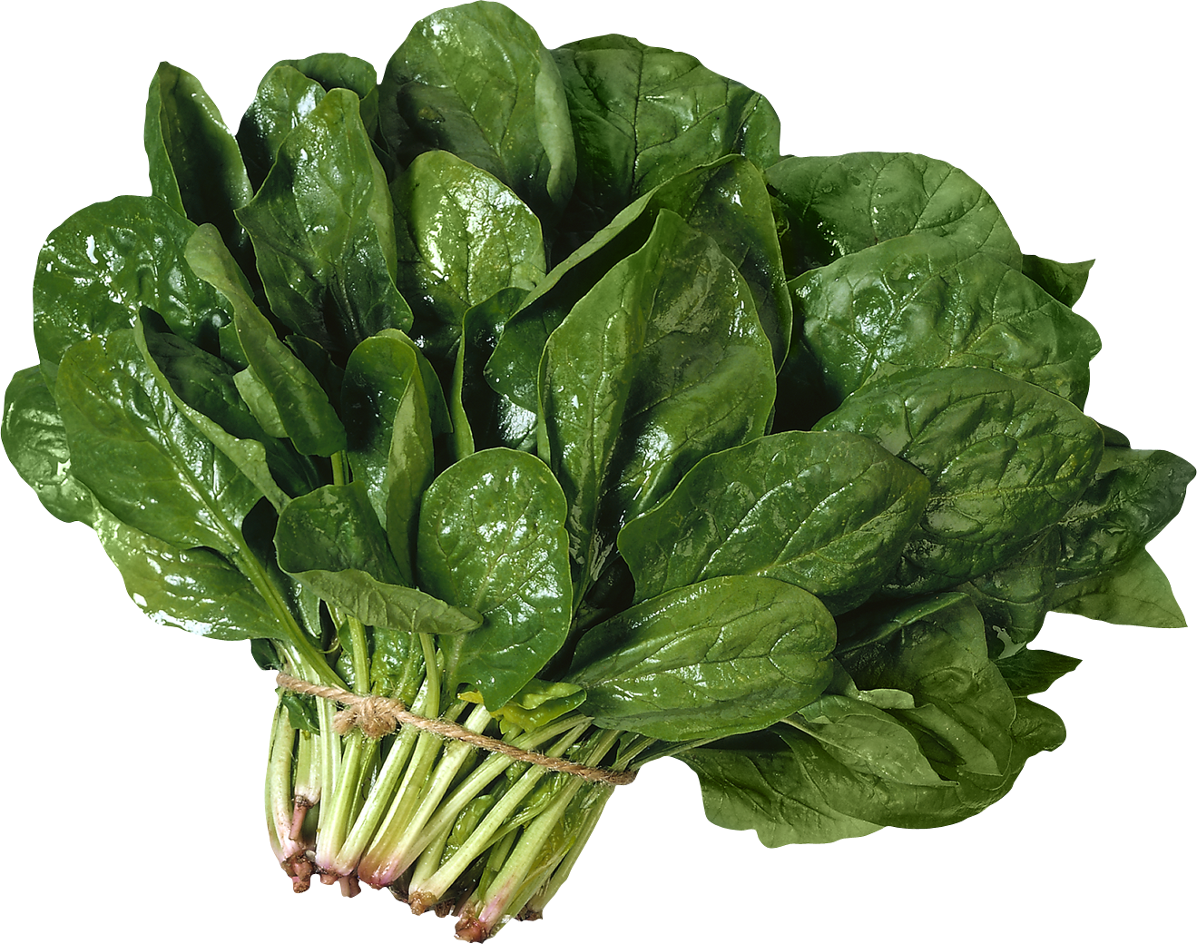 Fresh green spinach bundle tied with twine, glossy leaves and crisp stems, isolated on white background.