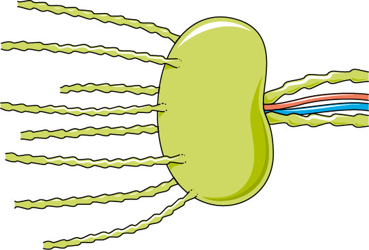Illustration of a neuron with dendrites receiving signals and an axon transmitting impulses via color-coded pathways.
