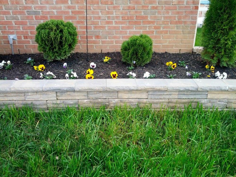 Flower bed with yellow and white pansies, evergreen shrubs, mulch, and stone retaining wall against brick house.