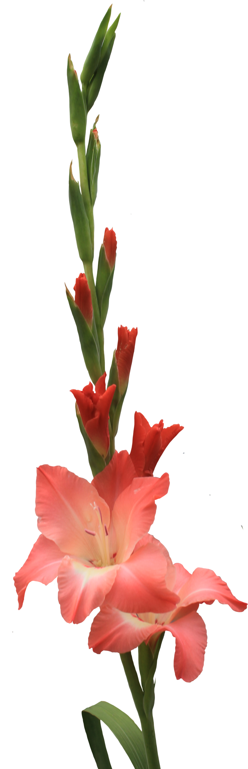 Vibrant coral-pink gladiolus flower in full bloom with emerging buds on a green stalk against black background.