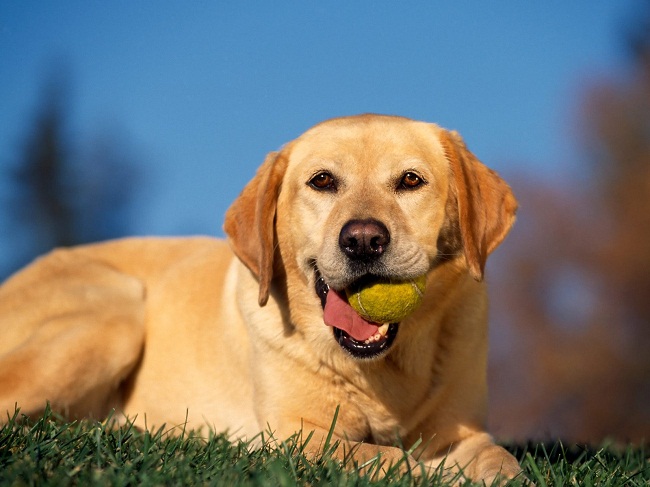 Happy Golden Lab with Tennis Ball - Playful Dog Photo Gallery