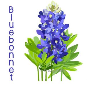 Illustrated bluebonnet flower with vibrant purple blooms, green leaves, and the word "Bluebonnet" vertically aligned.
