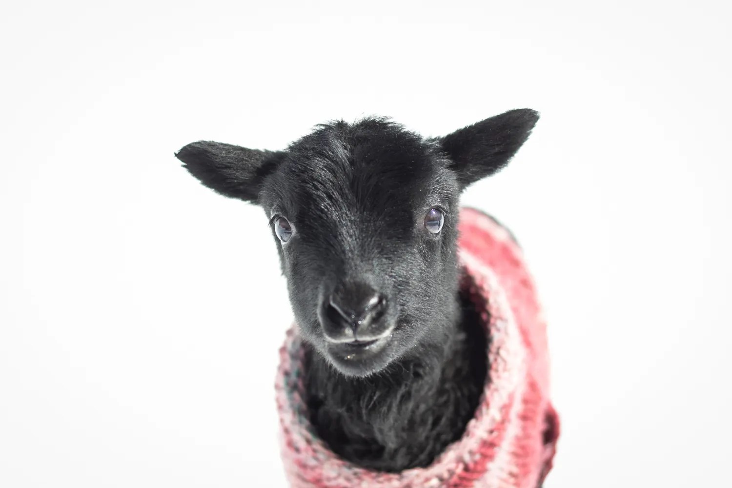 Black lamb wearing a pink knitted sweater, looking directly at the camera against a white background.