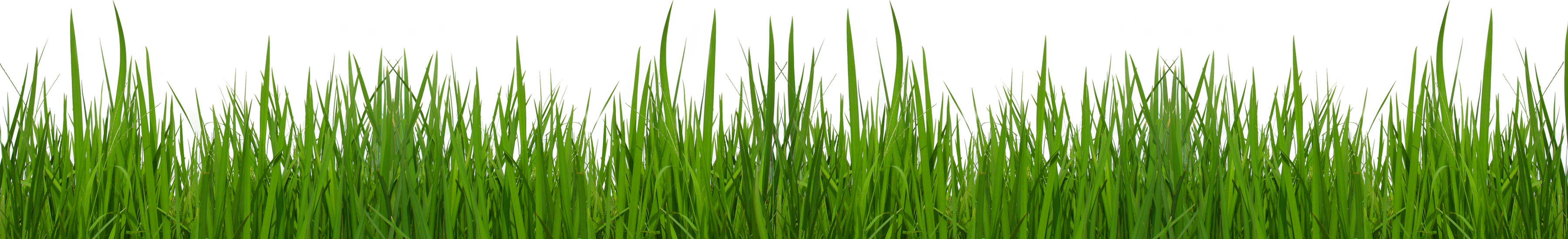 Vibrant green grass blades in sharp focus against a transparent background, ideal for design overlays and nature-themed visuals.