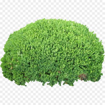 A lush, rounded green shrub with dense, fine-textured foliage and a natural, slightly irregular shape.
