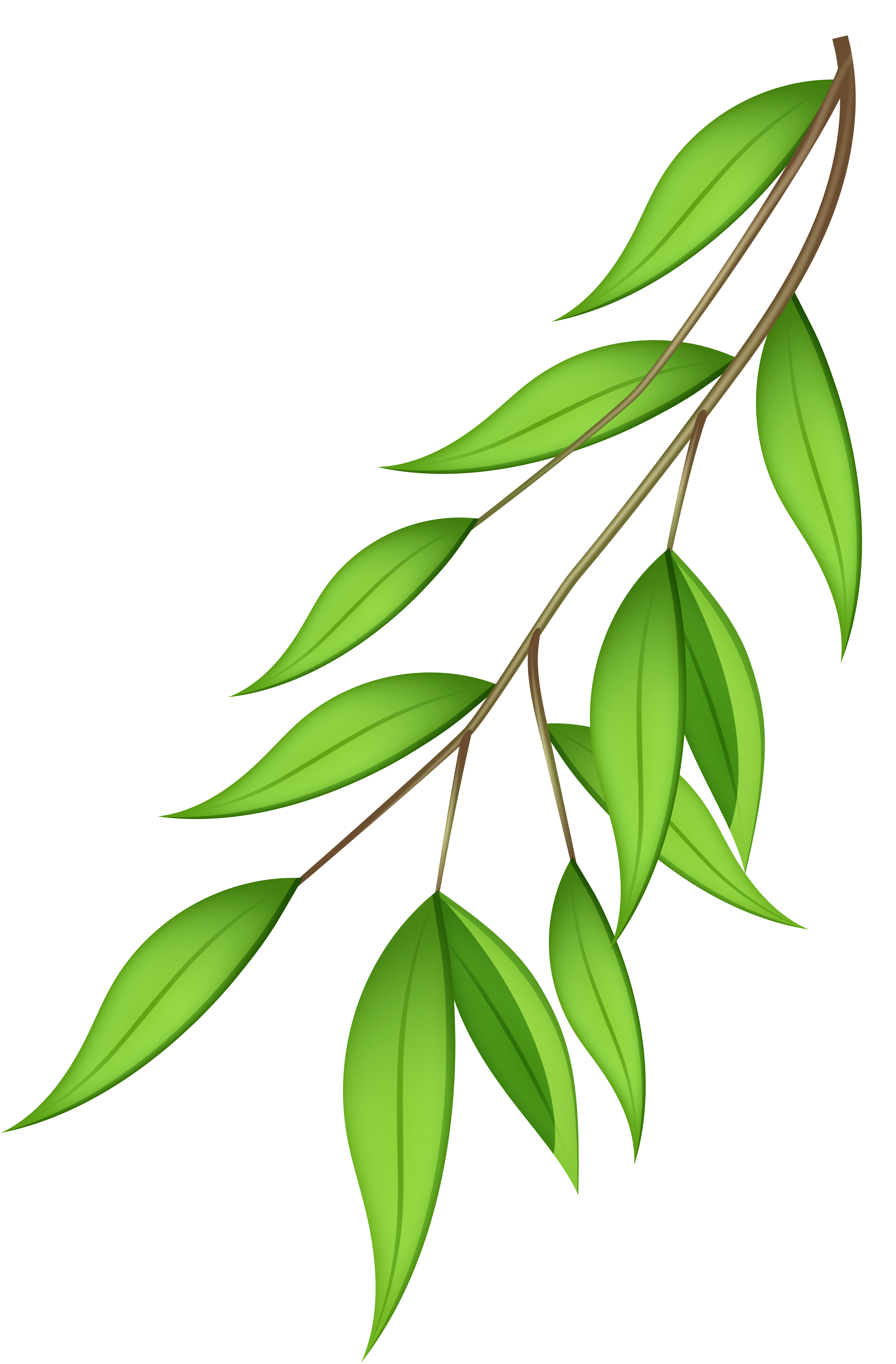 Stylized green leafy branch with brown stem, clean vector illustration on white background.
