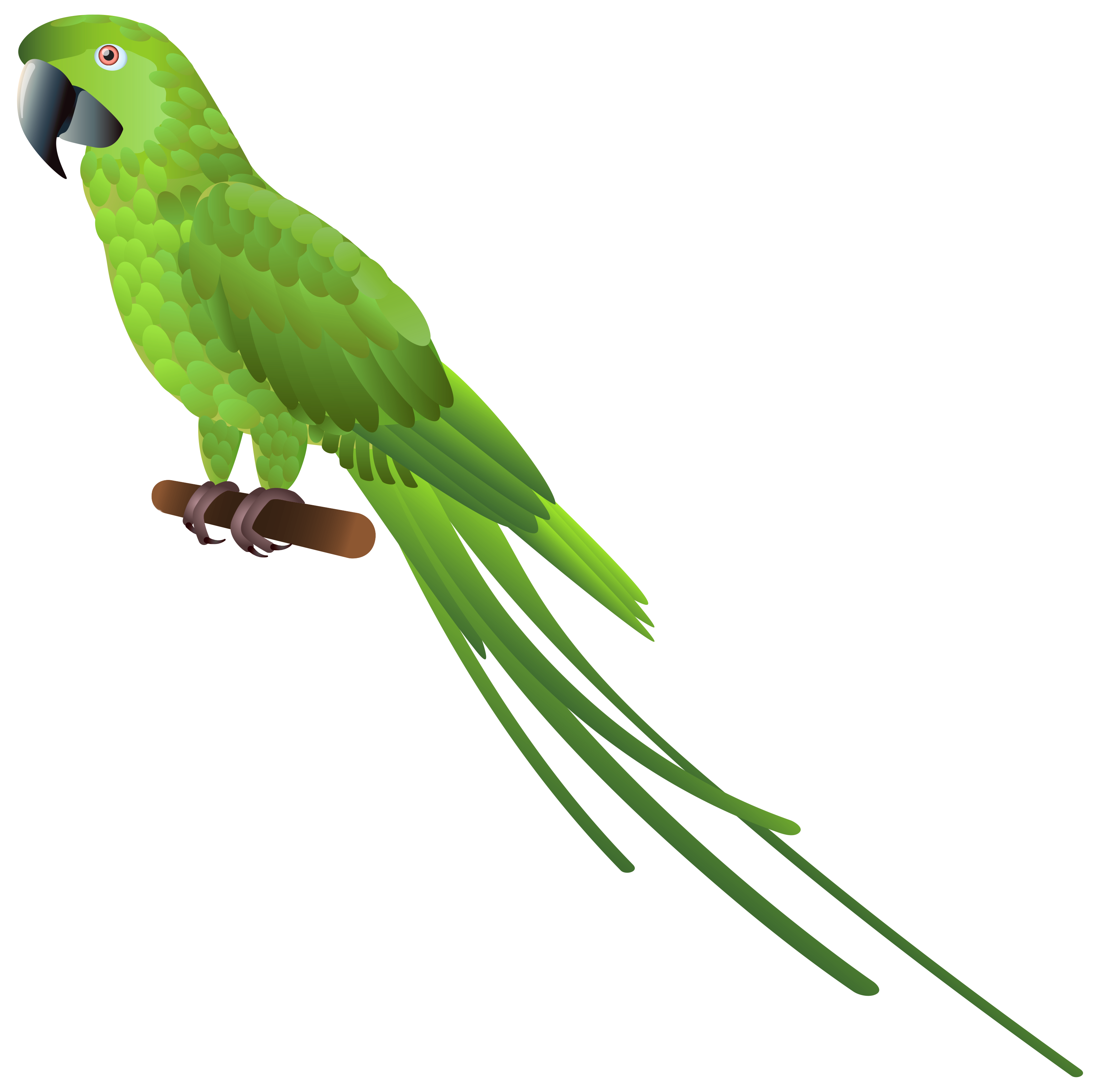 Parrot Green Clipart - Parrot Images Clip Art - Free Transparent - Clip ...