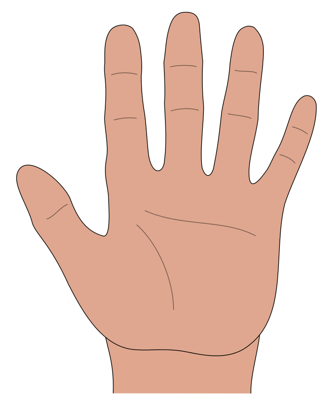 Illustration of a human hand with palm open, showing five fingers and visible creases.