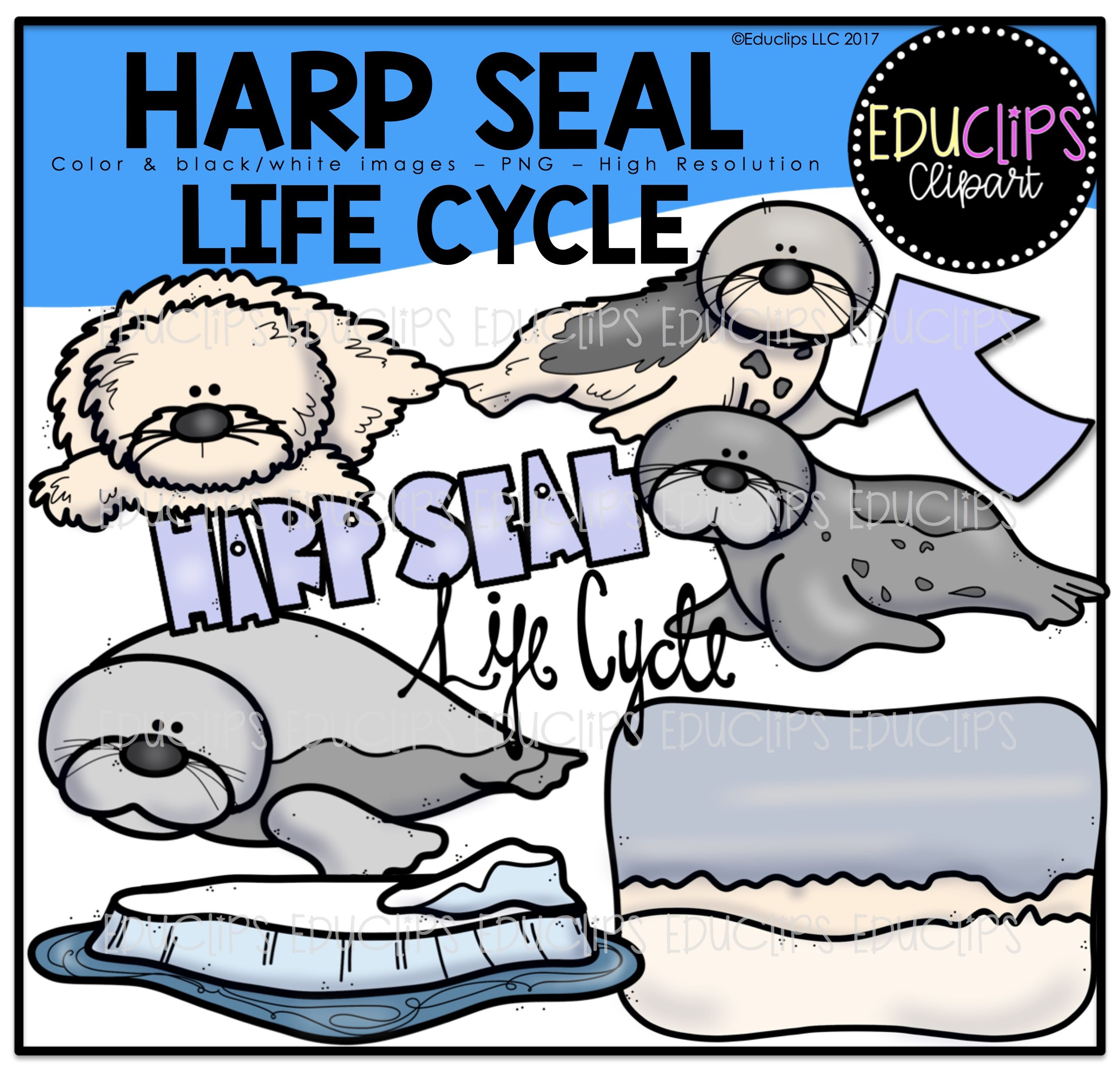 snow seals - Clip Art Library