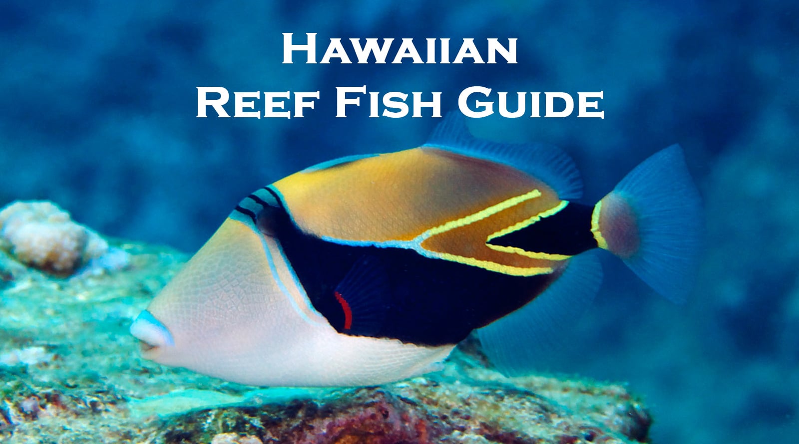 hawaiian fishs - Clip Art Library