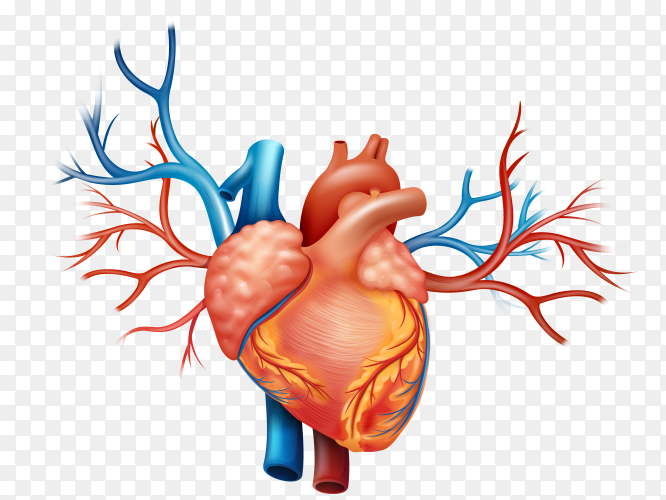 Detailed anatomical illustration of the human heart with major arteries and veins in red and blue.