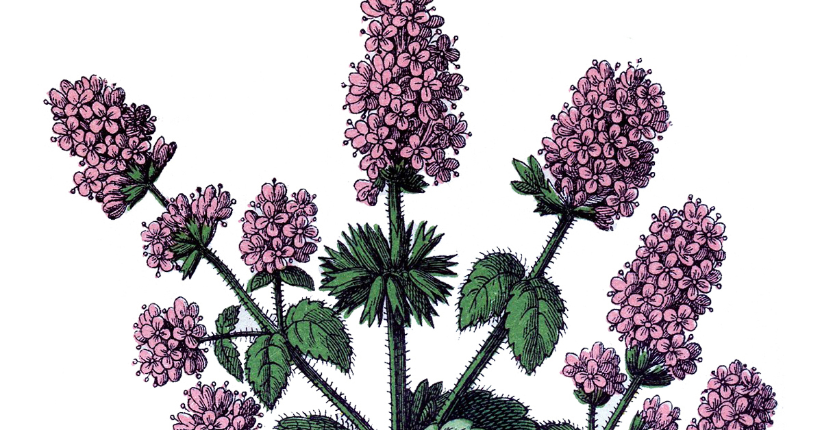 Botanical illustration of pink flowering plant with spiky green leaves and stems, likely a species of Valeriana or similar herb.