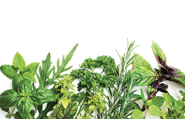 Herb Garden Stock Illustrations – 126,136 Herb Garden Stock 
