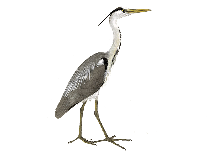 Ornithology Heron Cliparts, Stock Vector and Royalty Free - Clip Art ...