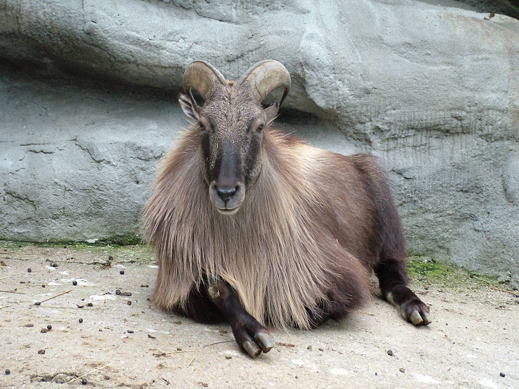 A Nilgiri tahr resting on sandy ground against a rocky backdrop, with thick shaggy fur and curved horns.
