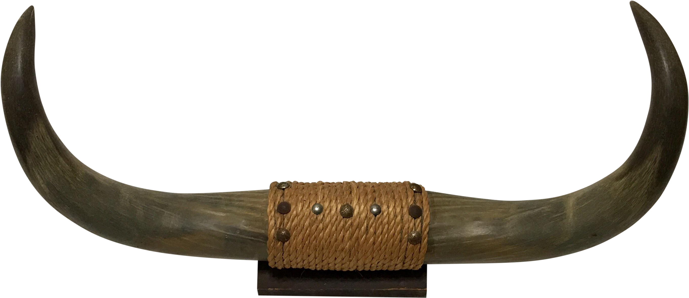 Decorated bull horn with woven rope band and metal studs, mounted on wooden base.