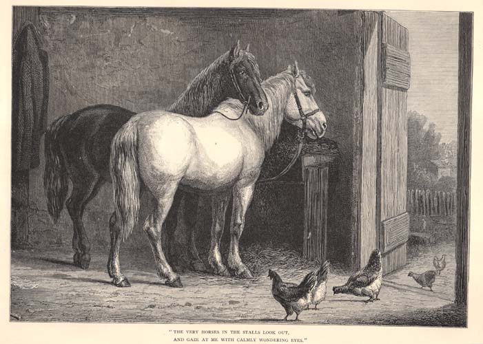 Two horses in a stable doorway, one light-colored and one dark, observing chickens on the ground; vintage engraving.