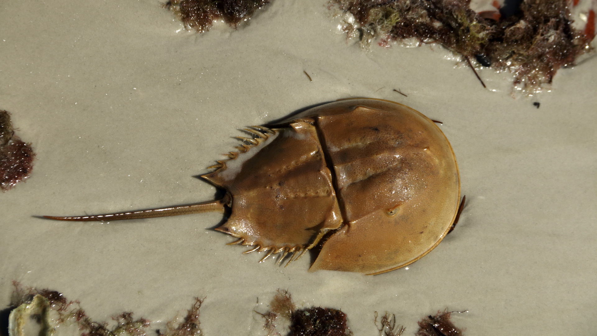 Horseshoe Crab on Sandy Shoreline - Marine Life Photography