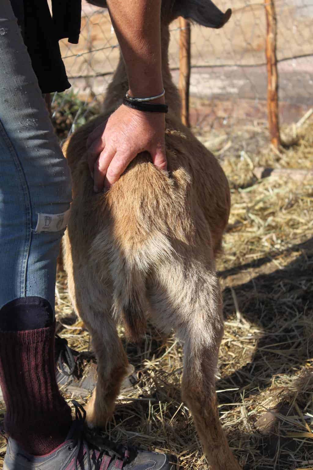 Goat Handling and Care: Gentle Touch for Animal Welfare