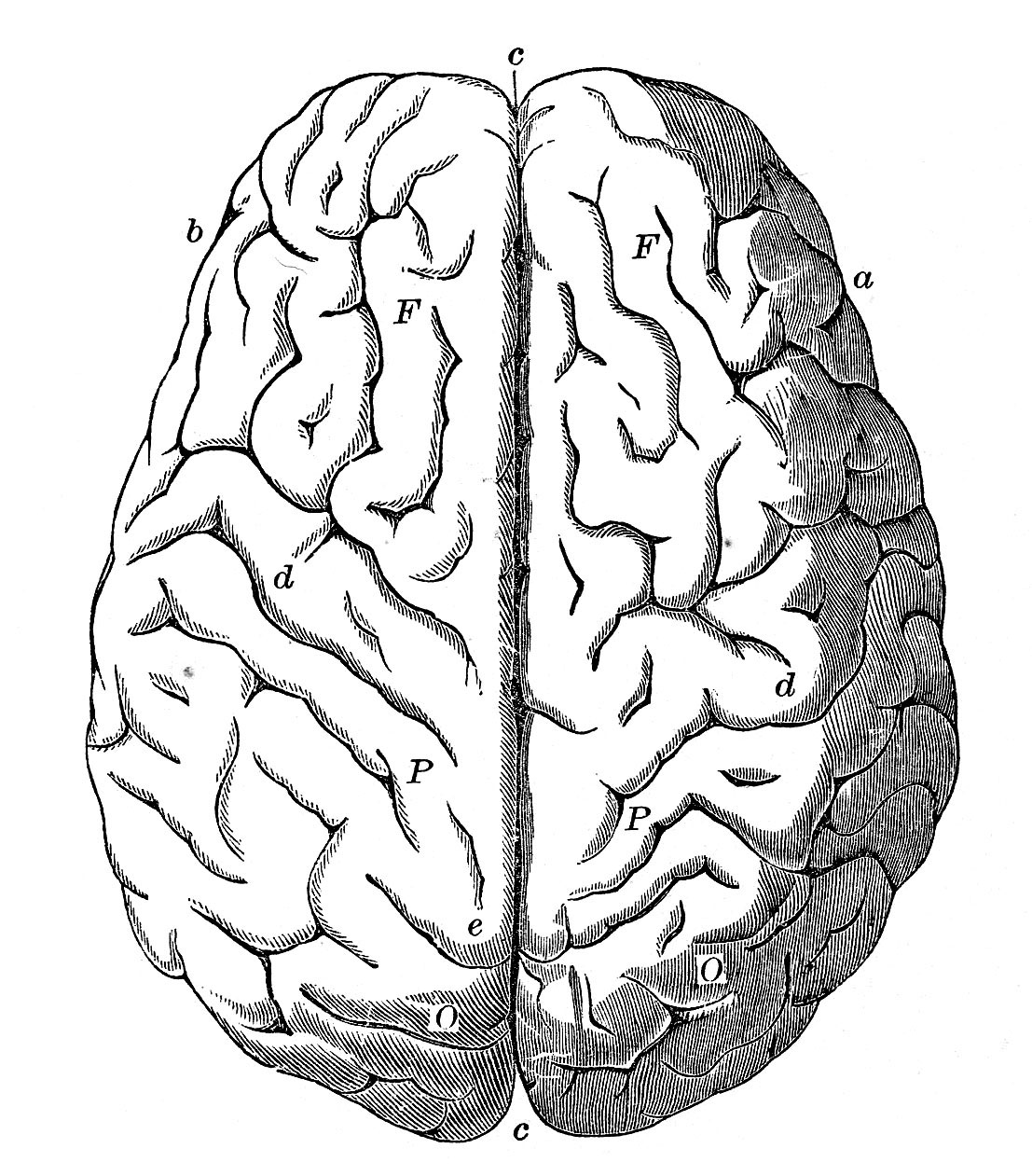 Нижнее полушарие мозга. Мозг вид сверху. Человеческий мозг вид сверху. Симметричный мозг. Полушария мозга вид сверху.