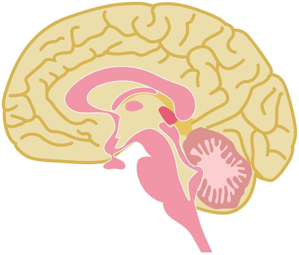 brain drawings