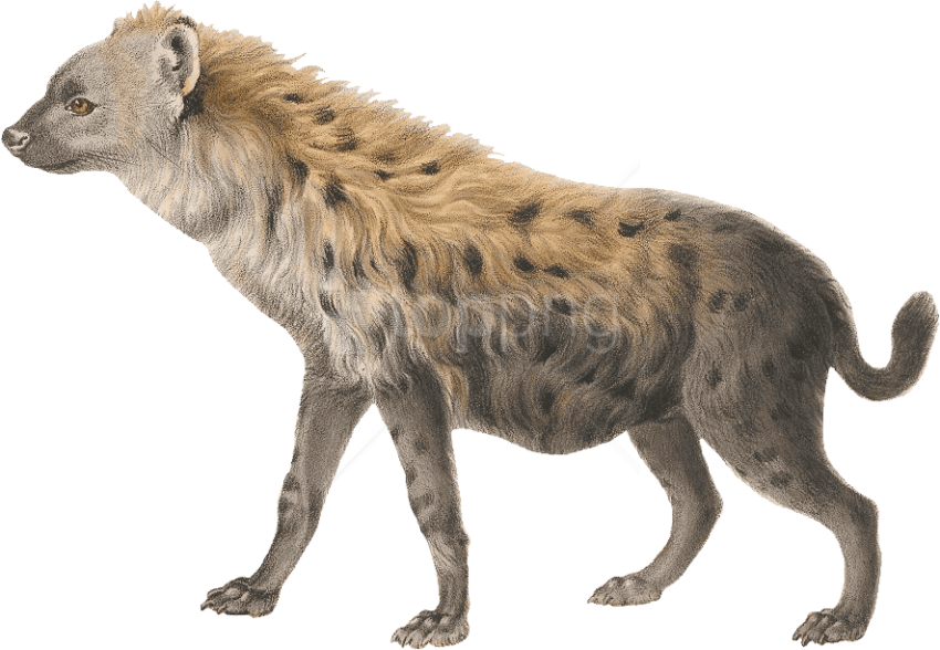 Premium Vector | African hyena vector clipart hyaena image - Clip Art ...