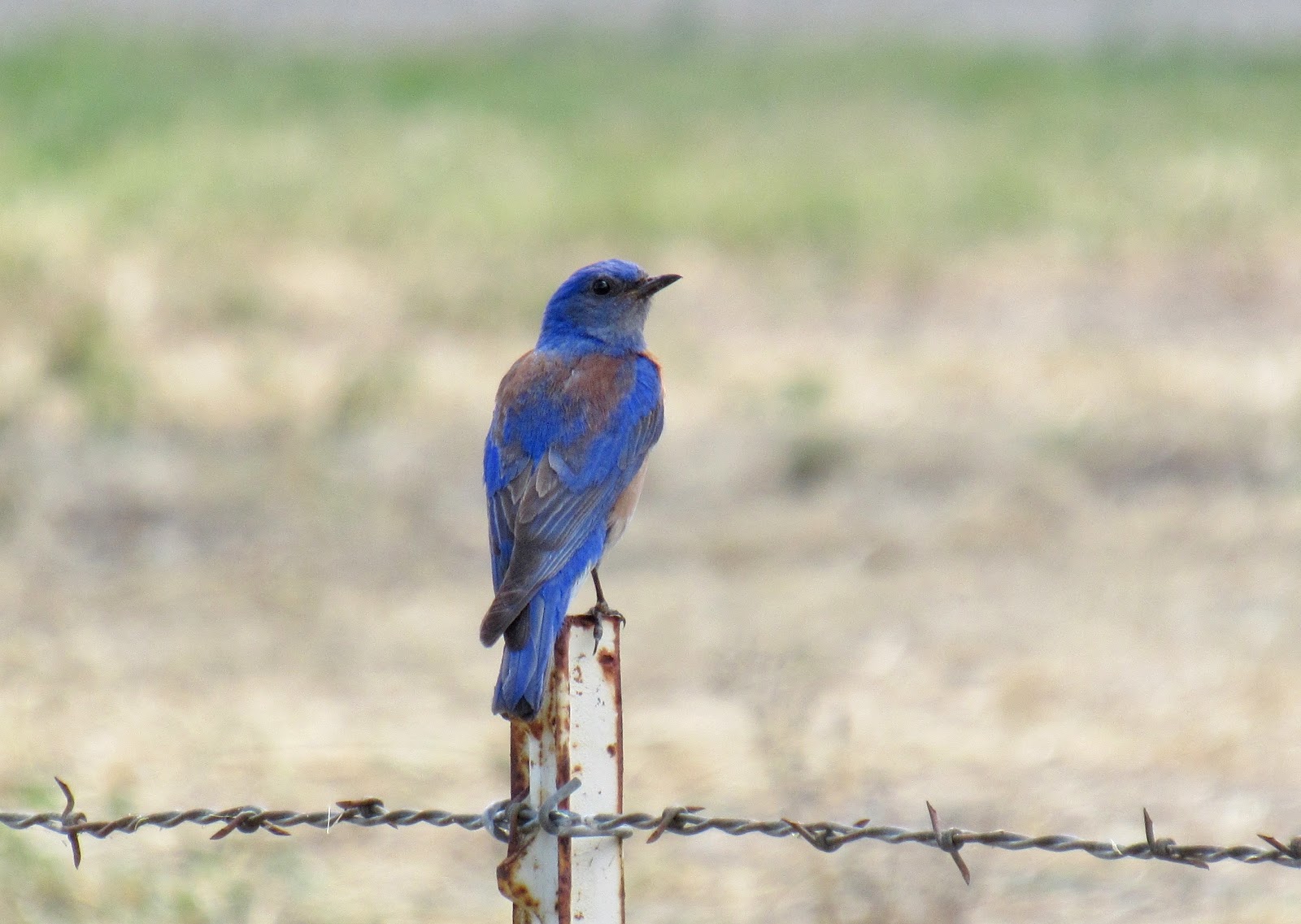 Mountain Bluebird transparent background PNG cliparts free 