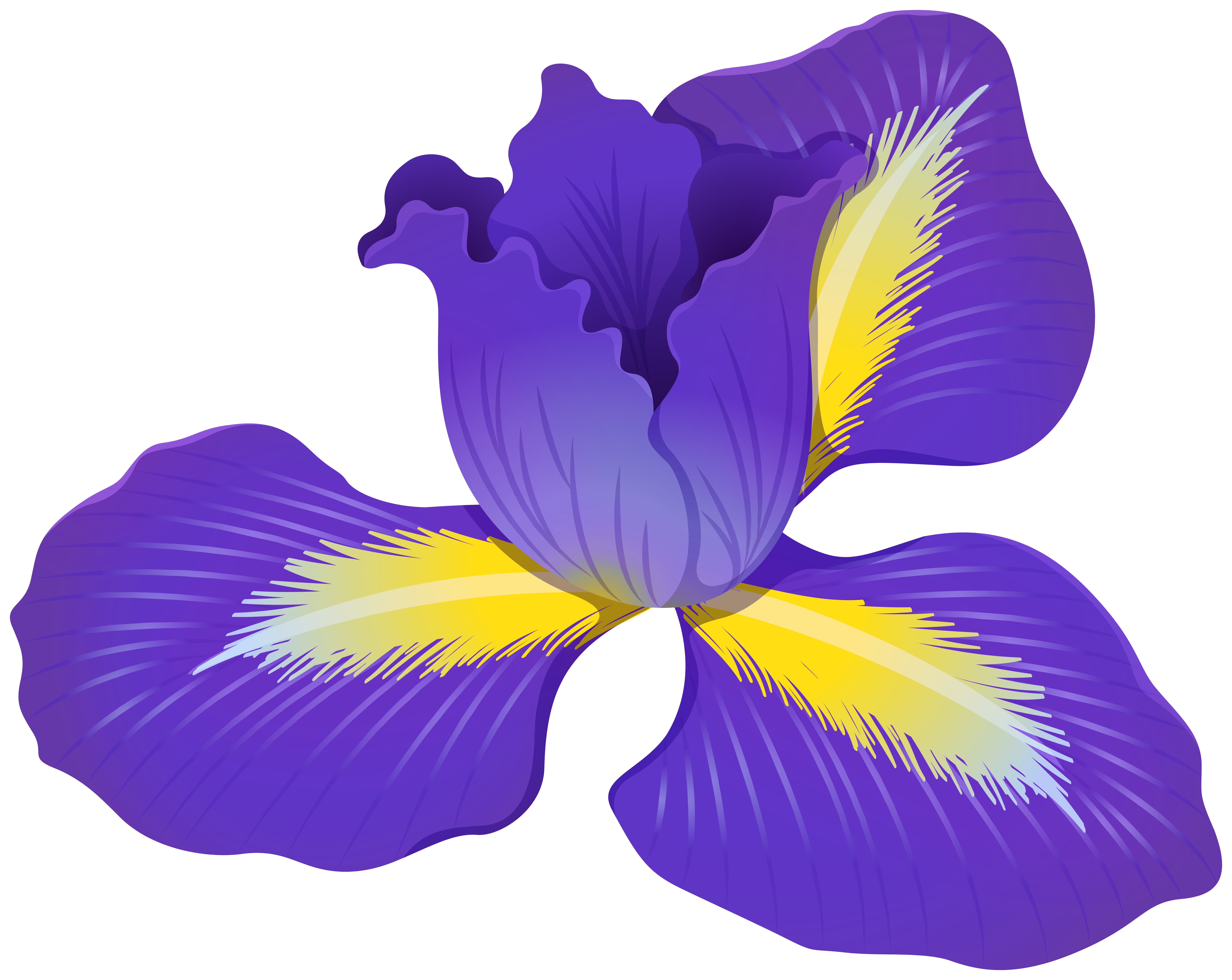 Iris Flower Clipart, Japanese Iris Flower, Purple Flower Digital