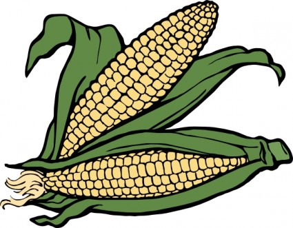 Two ripe ears of corn with green husks partially peeled back, revealing golden kernels.