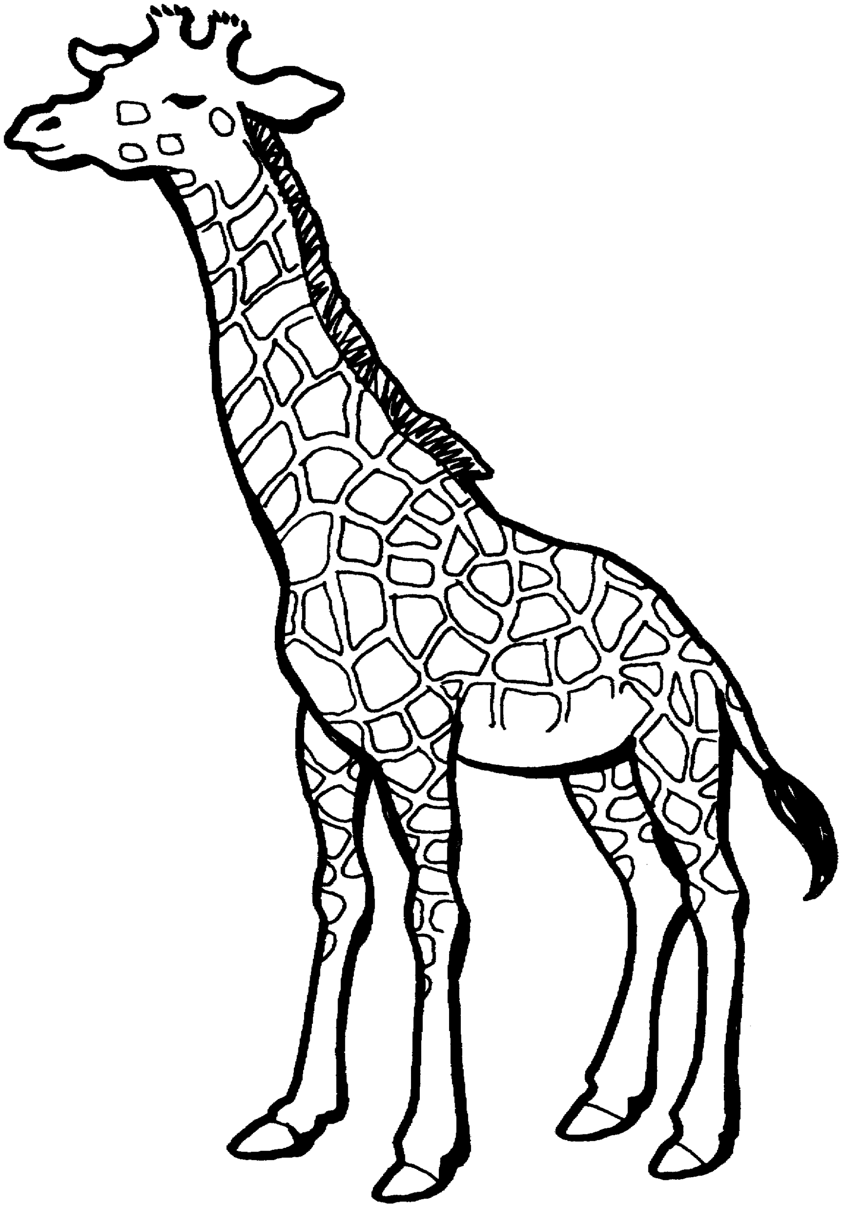 Black-and-white line drawing of a standing giraffe with patterned coat and ossicones.