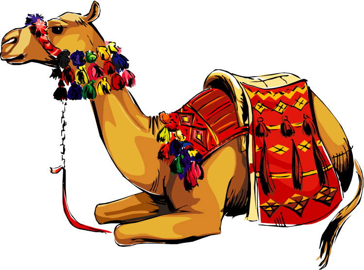 Decorated camel in traditional colorful saddle and tassels, sitting calmly against white background.