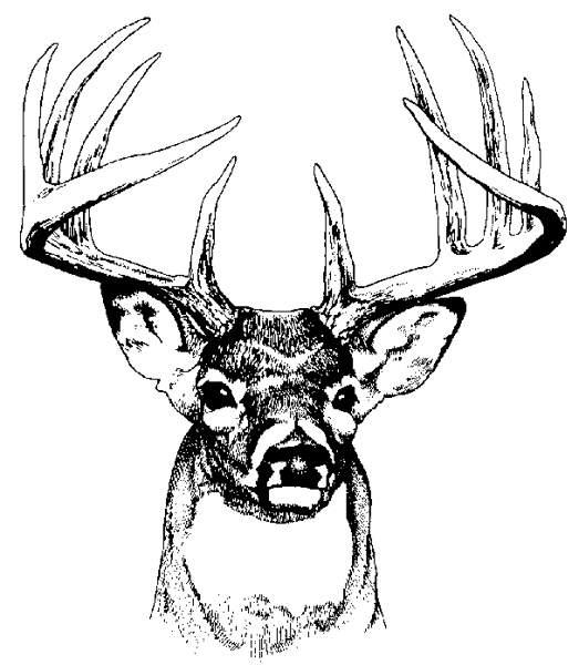 Black-and-white line drawing of a white-tailed deer buck with large antlers and alert expression.