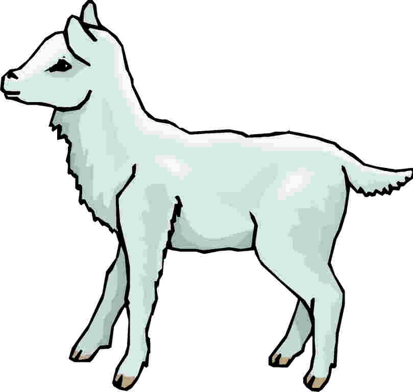 Market Lambs Clip Art Library