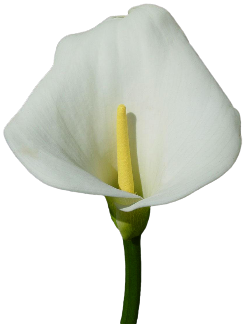 A pristine white calla lily with a vibrant yellow spadix and green stem, isolated on transparent background.