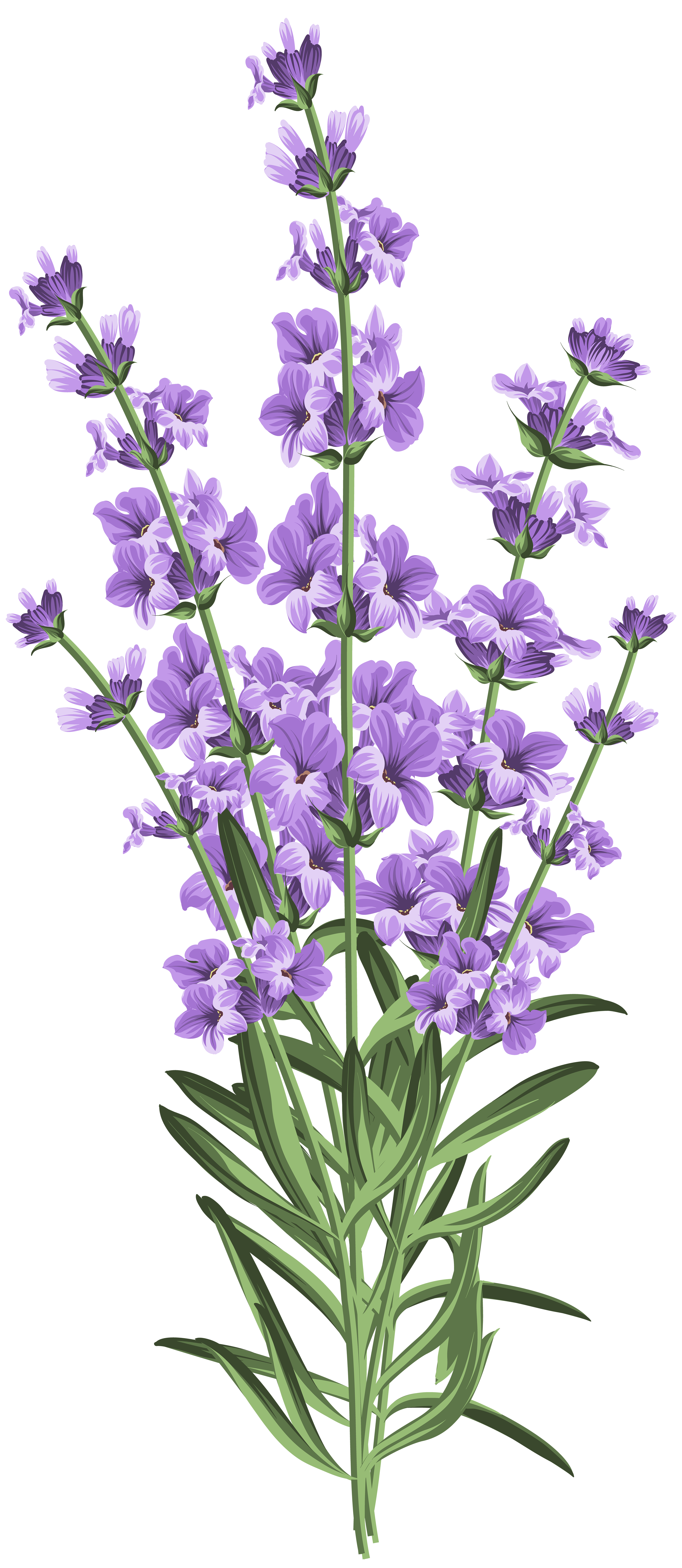 Purple flowering plant with green stems and leaves, illustrated in stylized vector art against a lavender geometric background.