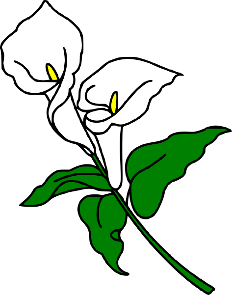 Two white calla lilies with yellow spadices and green leaves on a stem, line-art illustration.
