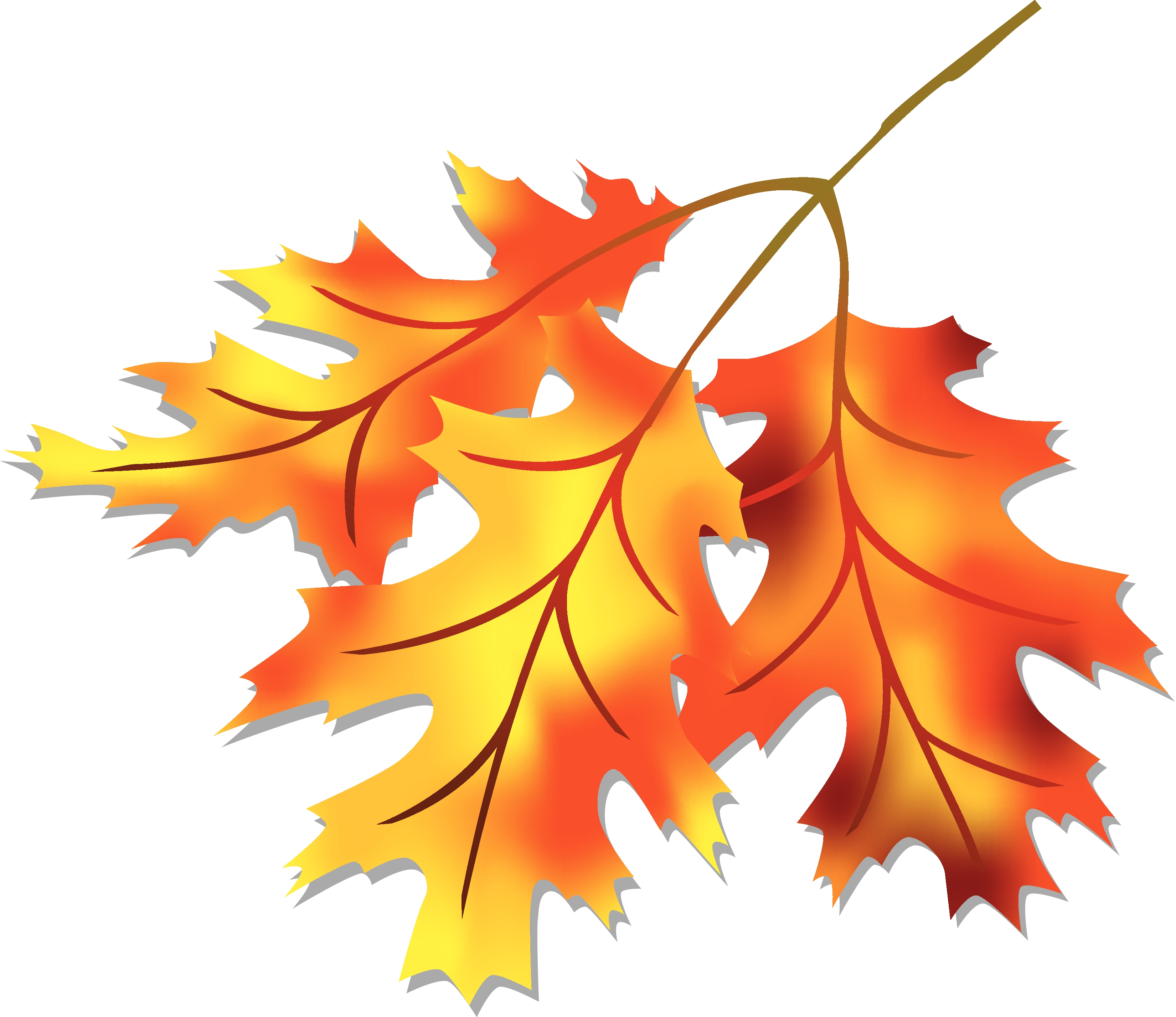 Vibrant autumn oak leaves in shades of orange, yellow, and red on a white background.