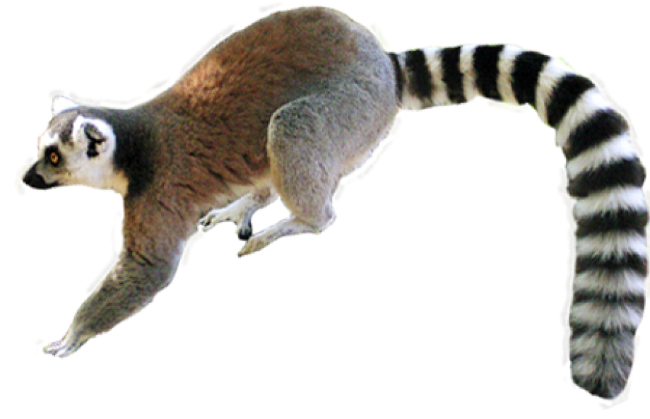 5,700+ Ring Tailed Lemur PNG Images | Free Ring Tailed Lemur Transparent PNG,Vector  and PSD Download - Pikbest