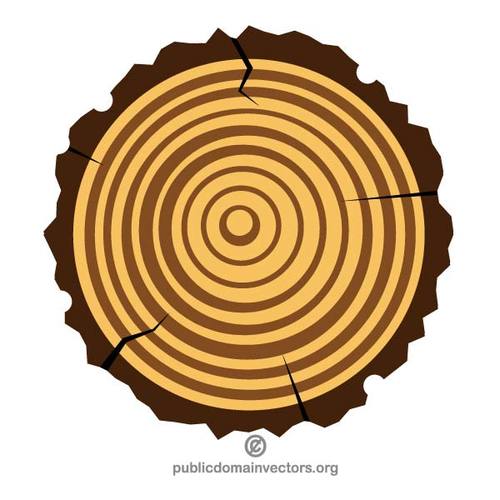 Cross-section of a tree trunk showing concentric growth rings and bark texture.