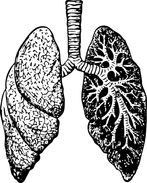 Black-and-white anatomical illustration of human lungs with trachea and bronchial tree structure.
