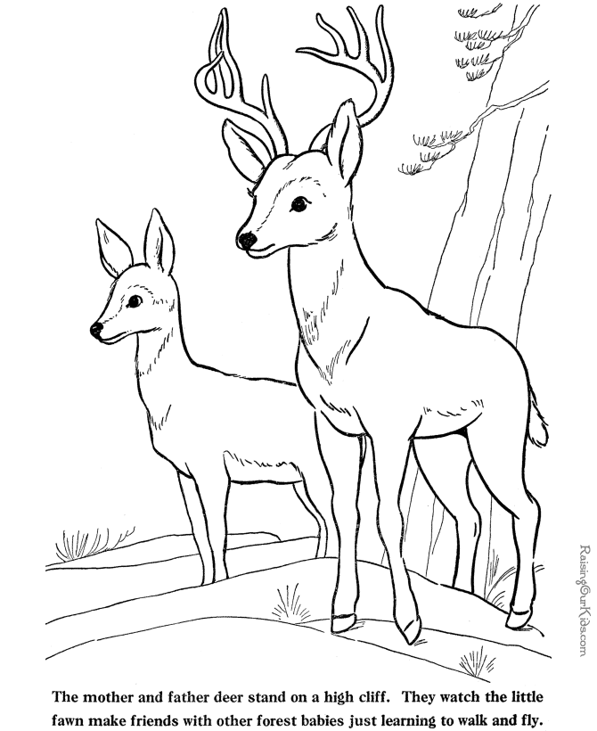 A buck and doe standing on a forest cliff, with a fawn nearby; black-and-white line drawing for coloring.
