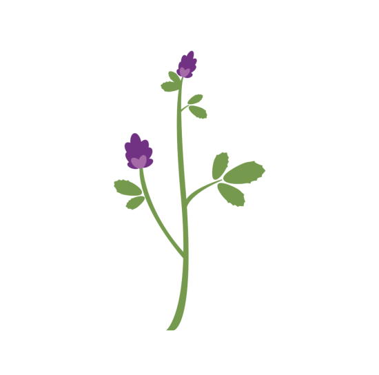Illustrated green-stemmed plant with two purple heart-shaped flowers and compound leaves on a solid background.