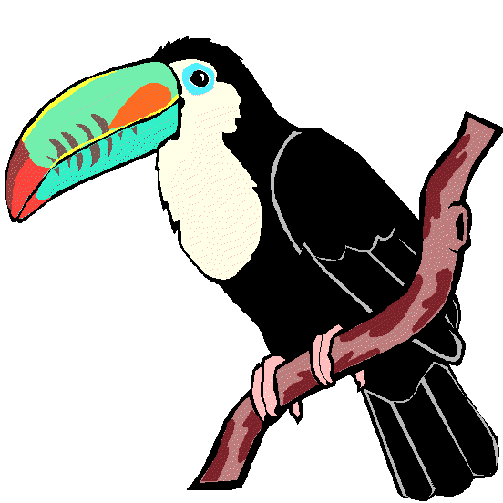 Toucan Illustration - Vibrant Bird Art for Nature & Education Sites