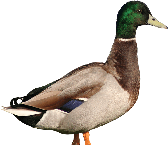 Male mallard duck with iridescent green head, brown chest, gray body, and blue wing patch, standing against black background.