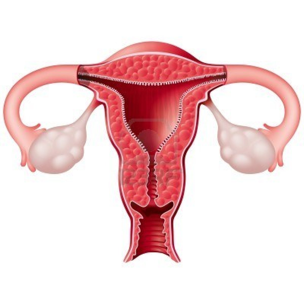 Female Reproductive System Anatomy - Detailed Medical Diagram